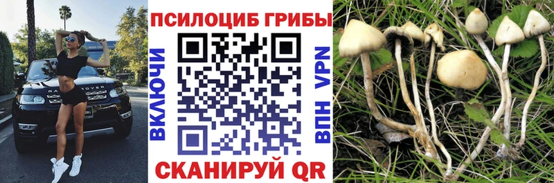 Галлюциногенные грибы Psilocybe  Духовщина 